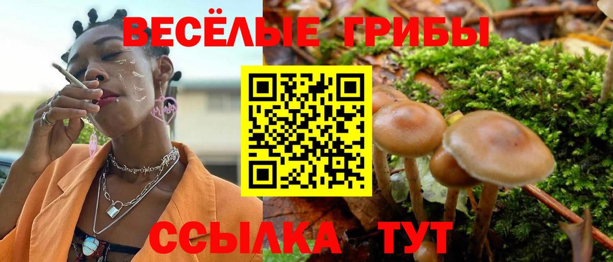 Чернушка  Псилоцибиновые грибы Psilocybe  Вход с VPN 